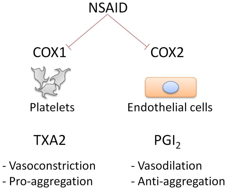 nsaid cyp-The-COX1-enzyme-acts-in-platelets-to-activate-thromboxane-A2-which-leads-to